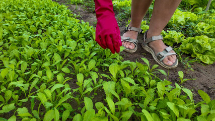 Naklejka premium Gardener wearing red gloves tends to vibrant lettuce plants in eco-friendly urban garden, promoting sustainability and organic farming