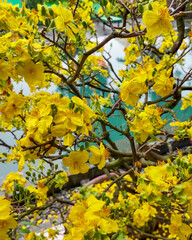 Vibrant yellow ochna flowers bloom on branches, symbolizing prosperity and joy for Vietnamese Lunar New Year, Tet holiday