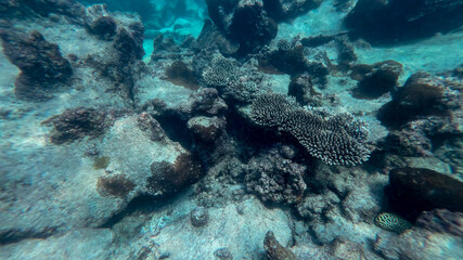 Underwater view of coral reefs highlighting marine biodiversity and environmental conservation during World Oceans Day celebrations