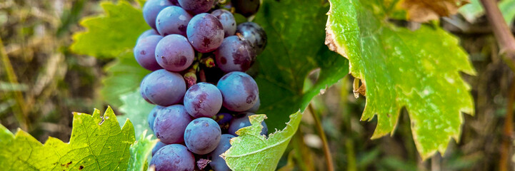 Close-up of ripe purple grapes with green leaves, symbolizing harvest season and agricultural abundance in a vineyard setting