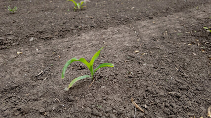 Close-up of a small green plant sprouting in a barren field, representing growth and sustainable agriculture on Earth Day
