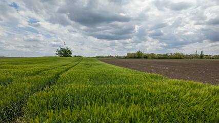 Lush green and barren fields illustrate the contrast between growth and emptiness, ideal for discussing agriculture or Earth Day