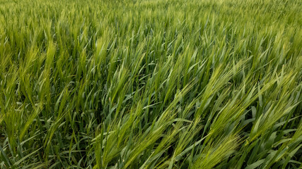Lush green barley field swaying in the breeze, symbolizing growth and sustainability during the harvest season