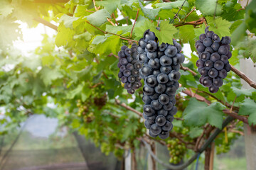 bunch of black grapes on vineyard