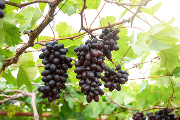 bunch of grapes on vine