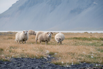 A picturesque Icelandic scene near Vestrahorn Stokksnes, featuring iconic Icelandic sheep grazing against a stunning mountain backdrop