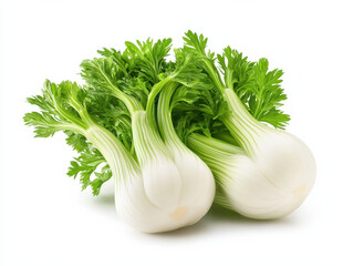 Fresh fennel bulbs with vibrant green leaves on white isolated design