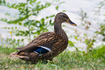 Closeup Of A Brown Duck With Blue Wings Standing On The Grass
