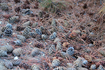 Cones lie on the ground with dried pine needles.