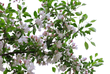 Spring apple tree flowers with pink petals on a branch isolated on a white background.