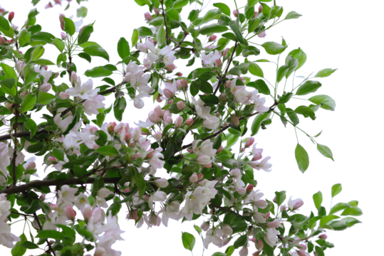 Spring apple tree flowers with pink petals on a branch isolated on a white background.