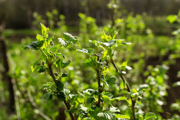 Flowers will soon appear on the blackcurrant bushes.