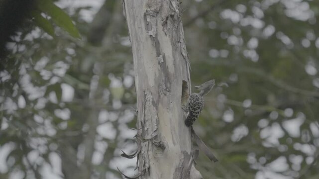 the Common flameback or dinopium javanense bird was seen obsering its surroundings, the entered its nest in a hole in a dry tree