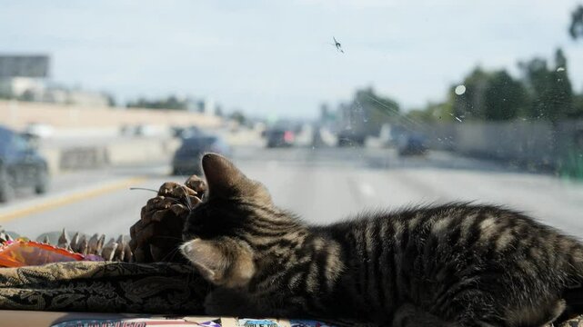 Cat bite pine cone on dashboard