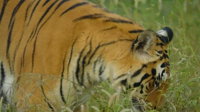 India hosts largest wild tiger population, with national parks like Ranthambore and Jim Corbett protecting these iconic, endangered big cats critical to ecosystem balance.