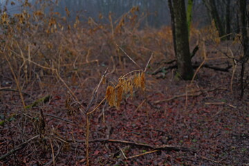 Bosco in inverno la mattina presto