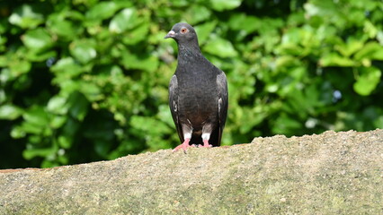 Rock dove or rock pigeon. It is a popular pet bird in the world. In some areas, it is also bringing up for meat. It also used to work as a messenger in the olden times.