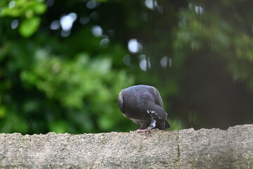 Rock dove or rock pigeon. It is a popular pet bird in the world. In some areas, it is also bringing up for meat. It also used to work as a messenger in the olden times.