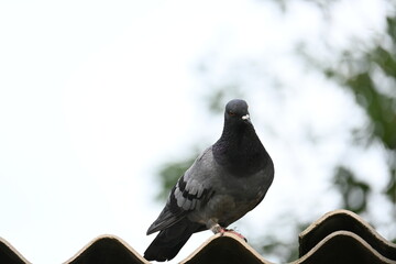 Rock dove or rock pigeon. It is a popular pet bird in the world. In some areas, it is also bringing up for meat. It also used to work as a messenger in the olden times.