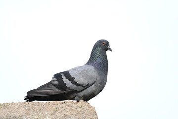Rock dove or rock pigeon. It is a popular pet bird in the world. In some areas, it is also bringing up for meat. It also used to work as a messenger in the olden times.