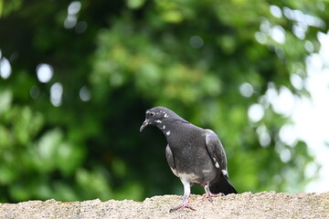Rock dove or rock pigeon. It is a popular pet bird in the world. In some areas, it is also bringing up for meat. It also used to work as a messenger in the olden times.