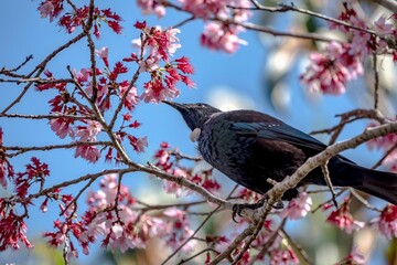 Tui bird on cherry blossom