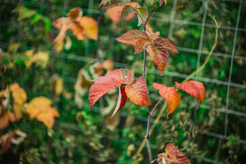 red raspberry leaves in autumn