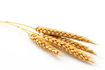 Wheat ear food white background agriculture