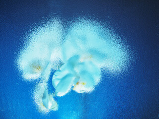 Amazing white orchid behind frosted glass on blue background. Beauty in nature. Flower bouquet....