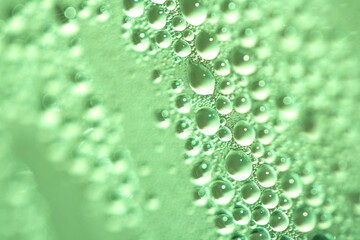 Close Up of Water Droplets Liquid Bubbles Abstract Background in Gentle Green