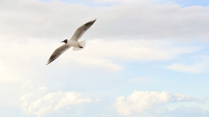 Obraz premium A seagull flies between white clouds in the blue sky over the Baltic Sea in Zingst