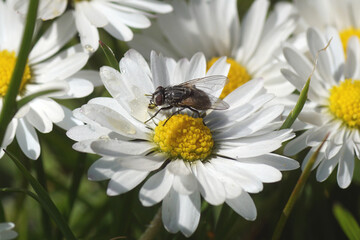Obraz premium Female face fly, autumn housefly (Musca autumnalis), family Muscidae on a flower of common daisy Bellis perennis, family Asteraceae. Spring, April