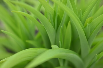Obraz premium Fresh green leaves of young spring plants forming a natural abstract texture. Vibrant foliage background with soft light and shallow depth of field.