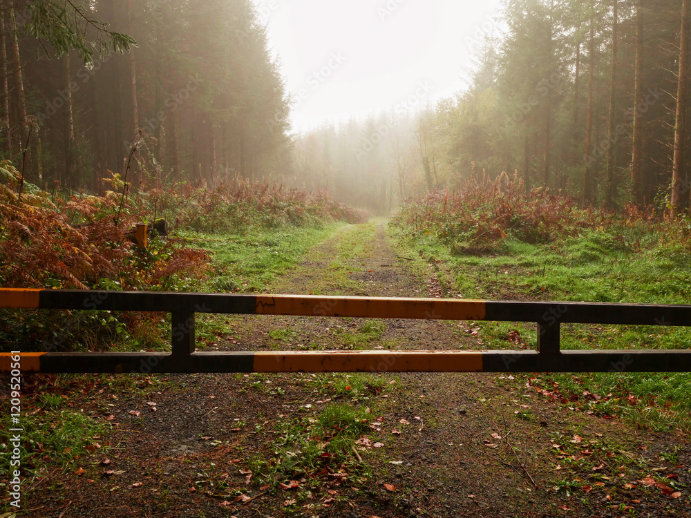 Wall mural metal barrier on a road to a forest park. fog in the background created calm surreal mood. going for