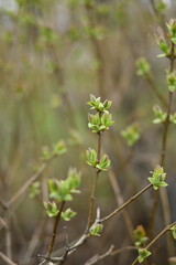 young lilac buds, Young leaves of lilacs branches, close-up, against the background of a blurred city 