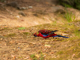Crimson Rosella On Fairly Barren Ground
