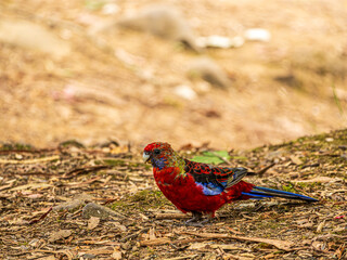 Crimson Rosella Head Up On Barren Ground