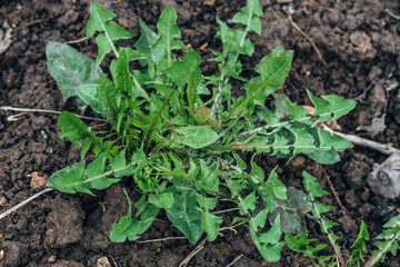 green leaves of dandelion, persistent weed in the lawn