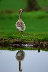 Lone duck standing at the edge of a pond with its reflection visible in the water in France