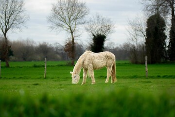 Obraz premium White horse grazing in a green pasture with bare trees in the background in France