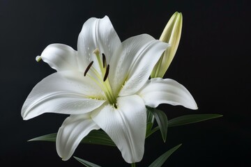 Fototapeta premium Studio close up of a white lily with water drops, showcasing its delicate beauty against a black backdrop
