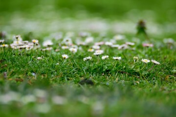 Fototapeta premium Close-up of white daisies blooming in a lush green field on a sunny day in France