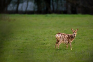 Young deer standing in a lush green field with a forest in the background in France