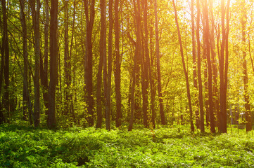 Spring forest landscape - forest trees with plants on the foreground and sunlight shining through the tree branches