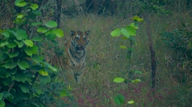 India hosts largest wild tiger population, with national parks like Ranthambore and Jim Corbett protecting these iconic, endangered big cats critical to ecosystem balance.