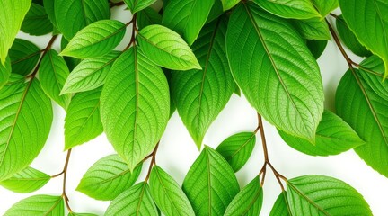 Fototapeta premium Dense arrangement of fresh green leaves with visible veins on white background. Natural foliage texture and botanical design