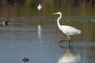 Obraz premium great white egret looks to the left, great egret wading through the water , white bird with yellow beak, white feathers, calm scene, great white bird 
