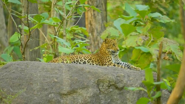The Indian leopard (Panthera pardus fusca) is a versatile big cat with stunning rosettes, thriving in diverse habitats, from forests to urban edges, showcasing agility and stealth.