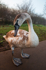 A swan cleaning its feathers near the lake on a foggy winters morning 