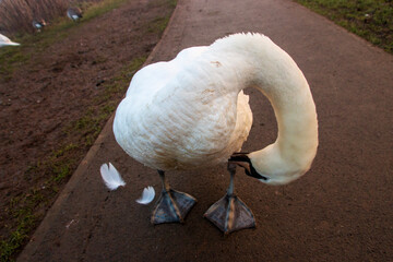 A swan cleaning its feathers near the lake on a foggy winters morning 
